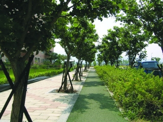 ↑淡海新市鎮景觀退縮綠帶示意圖