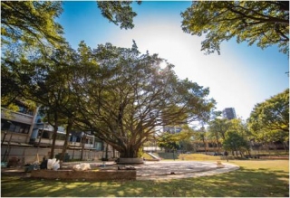 新竹市長和公園-百年榕樹廣場