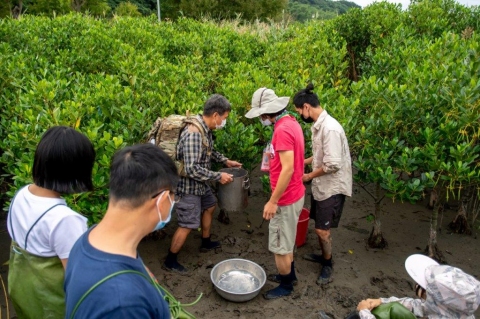 由專家帶領濕地種子營學員進行紅樹林生態調查